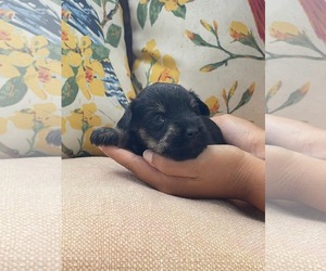 Mutt Dogs for adoption in HOPKINSVILLE/PRINCETON, KY, NH, USA