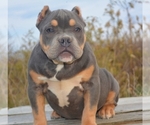 Small Photo #4 American Bully Puppy For Sale in POMONA, MO, USA
