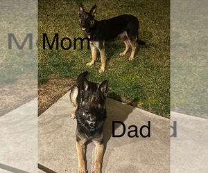 German Shepherd Dog Puppy for sale in FREELAND, WA, USA