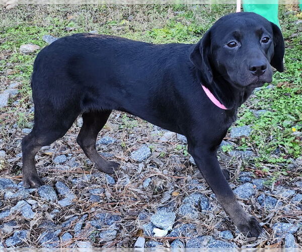 Medium Photo #2 Labrador Retriever-Unknown Mix Puppy For Sale in Wetumpka, AL, USA