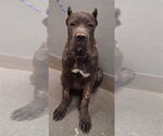 Small Mastiff Mix