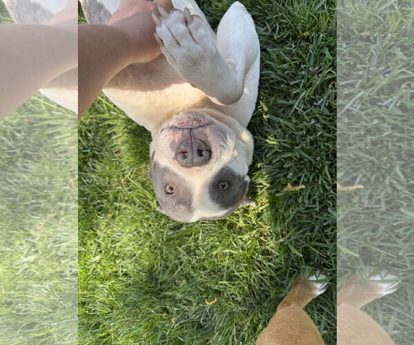 Medium Photo #4 Mutt Puppy For Sale in Doylestown, PA, USA