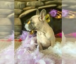 Small Photo #5 French Bulldog Puppy For Sale in PASO ROBLES, CA, USA