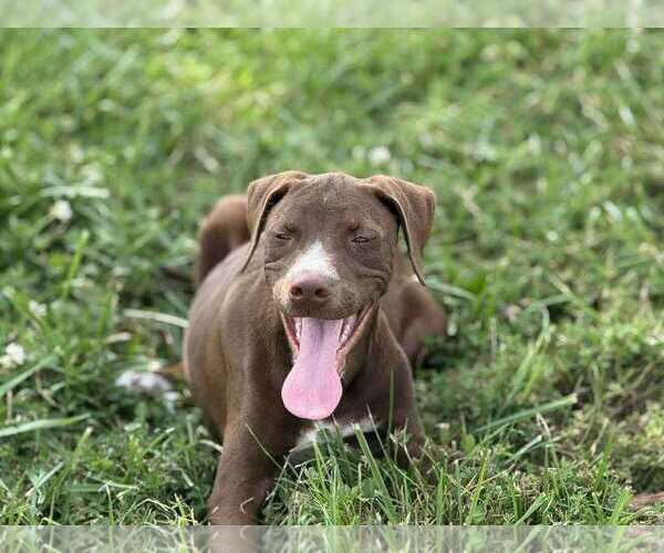 Medium Photo #1 German Shorthaired Pointer-Unknown Mix Puppy For Sale in MIDWAY, UT, USA