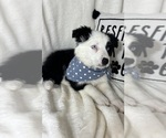 Small Photo #4 Australian Shepherd Puppy For Sale in GREENFIELD, IN, USA