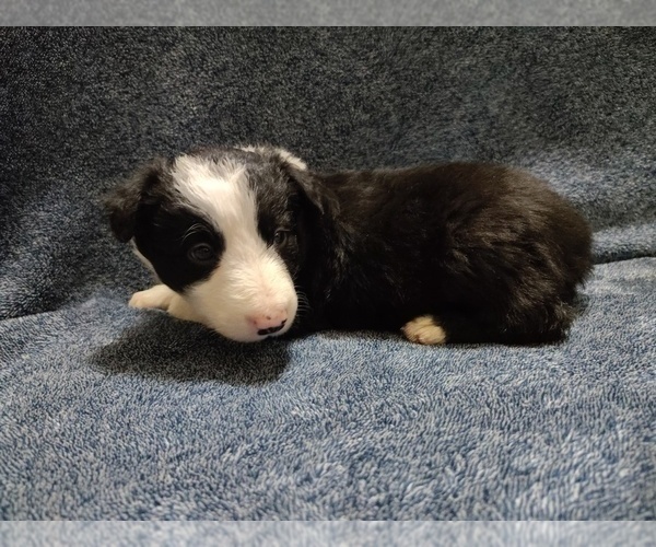 Medium Photo #32 Border Collie Puppy For Sale in NORBORNE, MO, USA