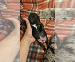 Small Photo #62 French Bulldog Puppy For Sale in CERES, CA, USA
