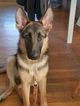 Small Photo #1 German Shepherd Dog Puppy For Sale in S PASADENA, CA, USA