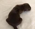 Small Photo #3 German Shorthaired Pointer Puppy For Sale in KENDALL, FL, USA