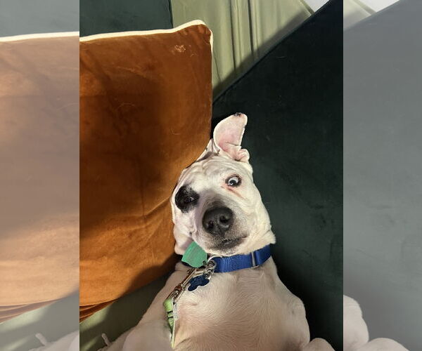 Medium Photo #7 Miniature English Bulldach Puppy For Sale in Minneapolis, MN, USA