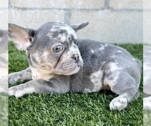 French Bulldog Puppy for sale in COLUMBUS, OH, USA