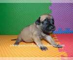 Small #5 Mastiff