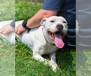 American Pit Bull Terrier Dogs for adoption in Glen Allen, VA, USA