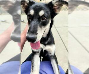 Siberian Husky-Unknown Mix Dogs for adoption in Sacramento, CA, USA