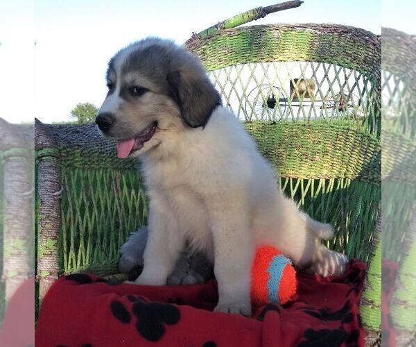 Medium Photo #3 Great Pyrenees Puppy For Sale in BRIGHTON, IA, USA