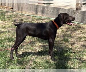 German Shorthaired Pointer Puppy for Sale in HASKELL, Texas USA
