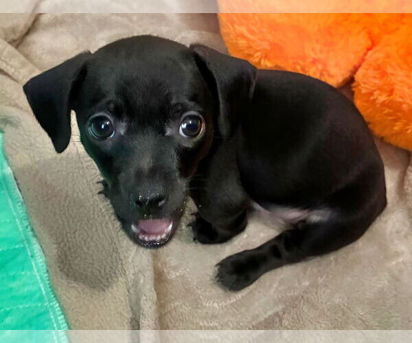 Medium Photo #2 Chiweenie Puppy For Sale in Minneapolis, MN, USA