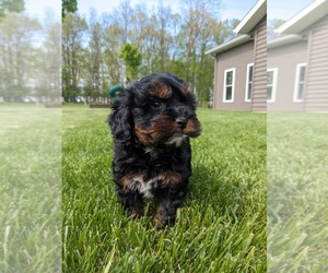 Cockapoo Puppy for Sale in GOSHEN, Indiana USA