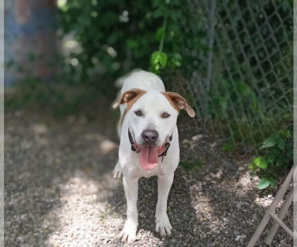 Medium Photo #2 Pointer-Unknown Mix Puppy For Sale in Elmsford, NY, USA