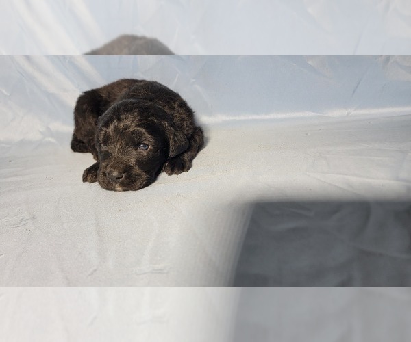 Medium Photo #8 Golden Mountain Dog Puppy For Sale in BLACK FOREST, CO, USA