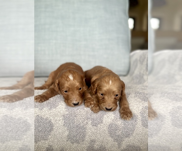 Medium Photo #4 Goldendoodle mix (+ Poodle Standard) Puppy For Sale in NEWVILLE, AL, USA