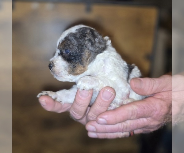 Medium Photo #13 Poodle (Toy) Puppy For Sale in DYERSBURG, TN, USA