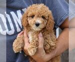 Layla - Female Goldendoodle (Miniature) Puppy for Sale - Photo #4