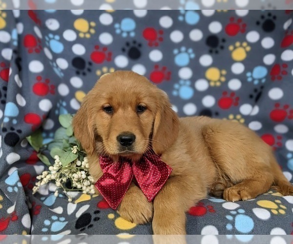 Medium Photo #3 Golden Retriever Puppy For Sale in CHRISTIANA, PA, USA