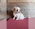 Small #1 Cavapoo (Miniature)