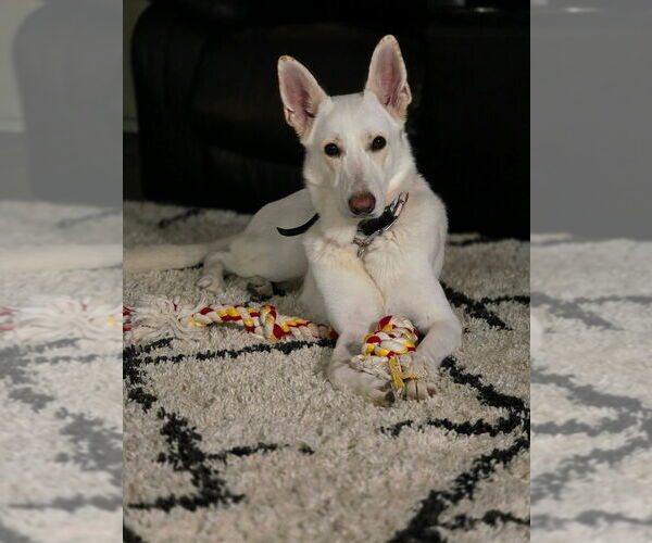 Medium Photo #1 German Shepherd Dog Puppy For Sale in HASTINGS, FL, USA