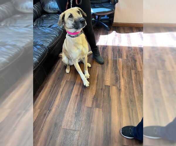 Medium Photo #4 Labrador Retriever-Unknown Mix Puppy For Sale in Mt. Laurel, NJ, USA