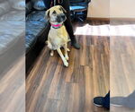 Small #3 Labrador Retriever Mix