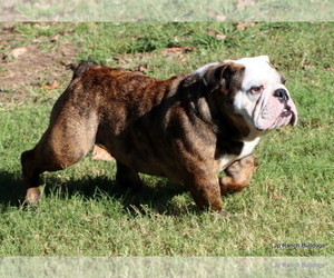 Mother of the Bulldog puppies born on 11/13/2023