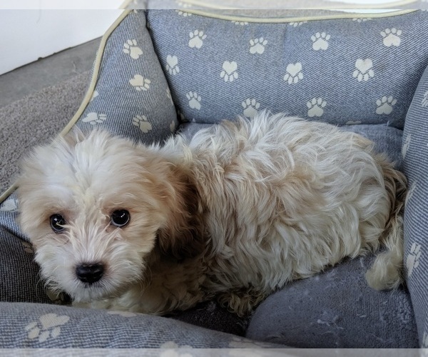 Medium Photo #3 Cavachon Puppy For Sale in FREDERICKSBURG, OH, USA