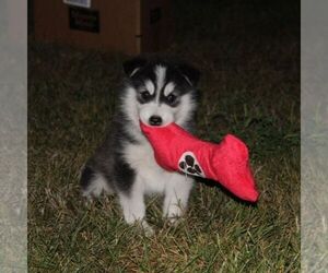 Alaskan Malamute Puppy for sale in CROGHAN, NY, USA