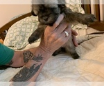 Small Photo #2 Maltipoo Puppy For Sale in WETUMPKA, AL, USA