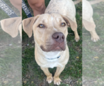 Small #2 Labrador Retriever Mix