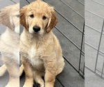 Small #2 Golden Retriever