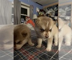 Small #4 Pomsky
