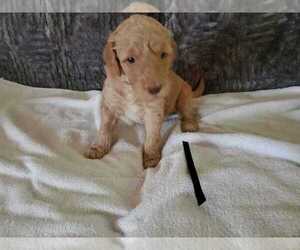 Goldendoodle Puppy for Sale in WINTER PARK, Florida USA