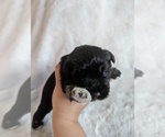 Puppy Lilac Schnauzer (Miniature)