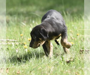 Mutt Dogs for adoption in Mechanicsburg, PA, USA