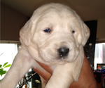 Small Photo #12 Goldendoodle Puppy For Sale in FAIRFIELD, CA, USA