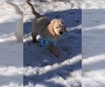 Small Photo #8 Goldendoodle Puppy For Sale in LAPEER, MI, USA