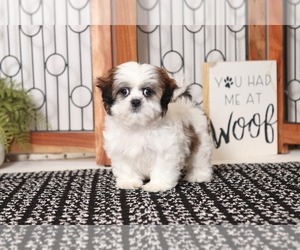 Shih Tzu Puppy for sale in NAPLES, FL, USA