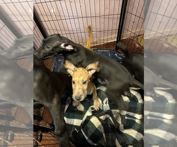 Medium Photo #5 Great Dane Puppy For Sale in ALIQUIPPA, PA, USA