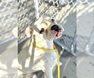 Boxer Dogs for adoption in Bakersfield, CA, USA