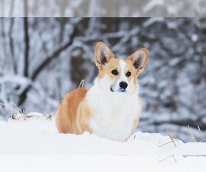 Father of the Pembroke Welsh Corgi puppies born on 07/10/2025