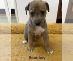 Small Photo #10 Doberman Pinscher-Greyhound Mix Puppy For Sale in CANAL WINCHESTER, OH, USA
