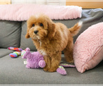 Small #5 Cavapoo (Miniature)